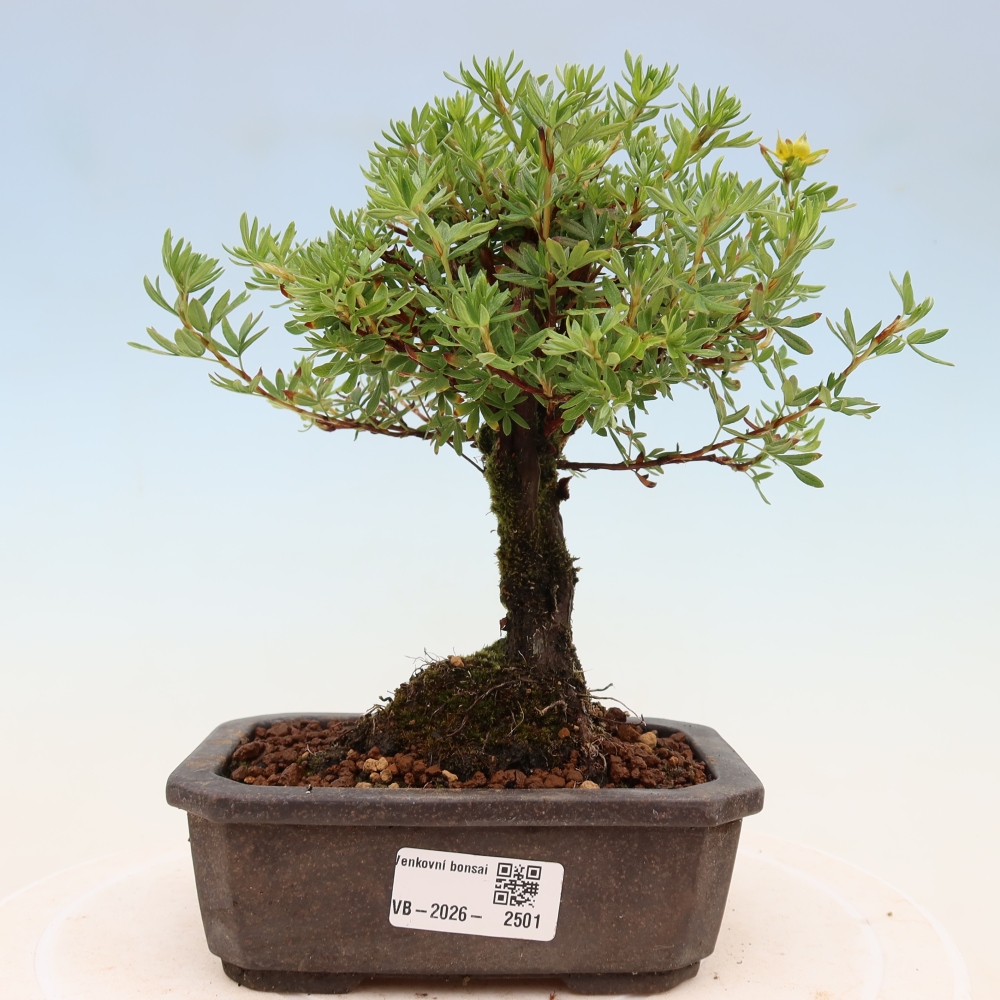 Bonsaï d'extérieur - Potentila fruticosa