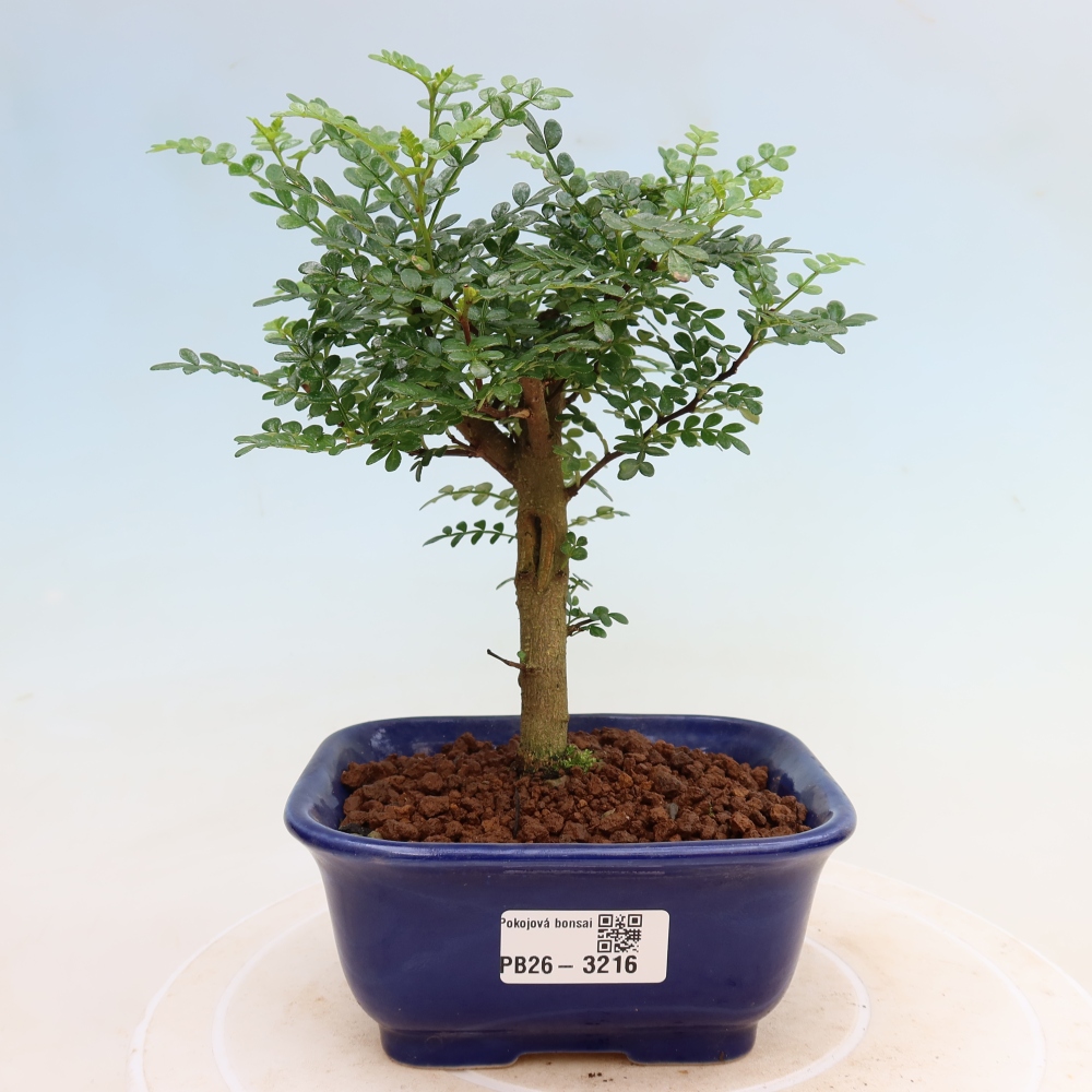 Salle bonsaï - Zantoxylum piperitum - arbre à poivre