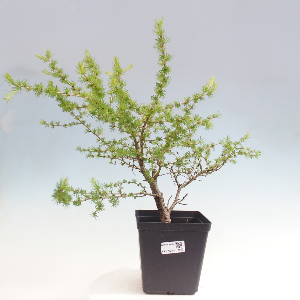 Bonsaï d'extérieur -Larix decidua - Mélèze