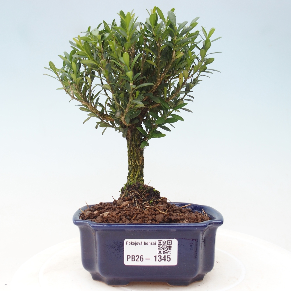 Bonsaï de chambre - Buxus harlandii - buxus liège