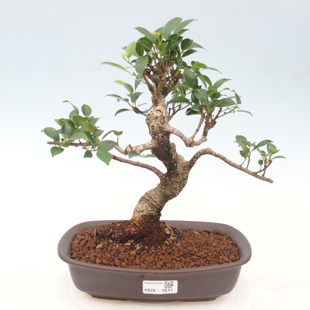 Salle bonsaï - Ficus kimmen - ficus à petites feuilles