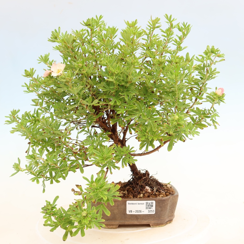 Bonsaï d'extérieur - Potentille arbustive - Potentilla fruticosa « Bellissima »