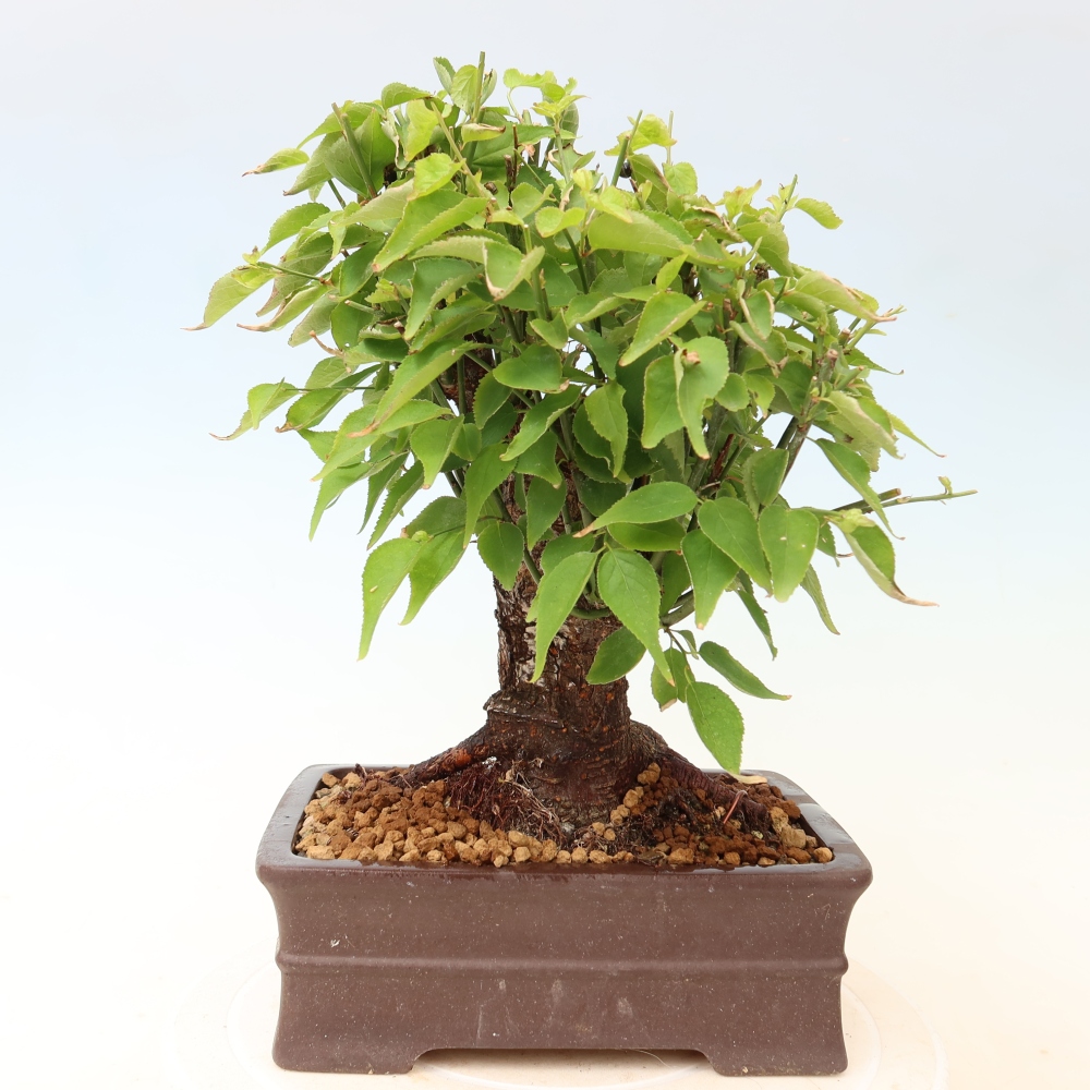 Bonsaï d'extérieur - Abricotier japonais - Prunus Mume