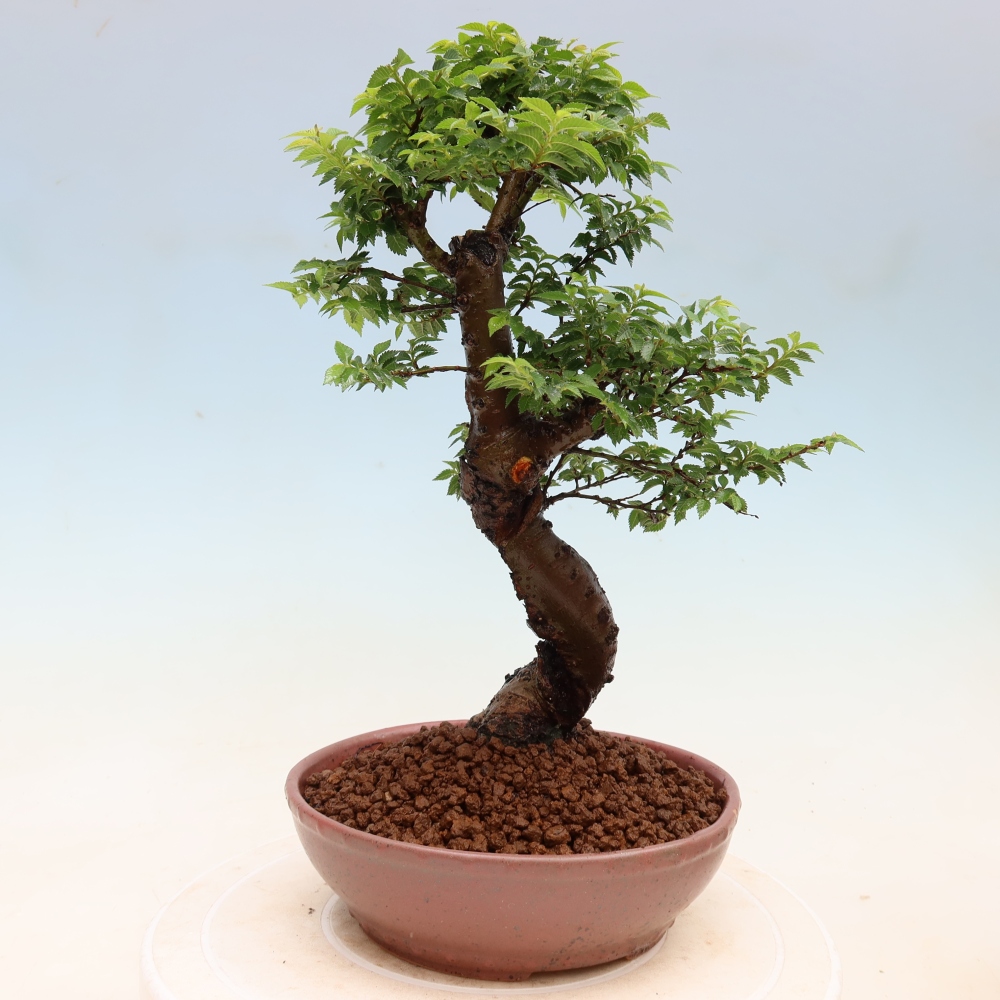 Bonsaï d'extérieur - Ulmus Jacqueline Hillier - Orme magnifique