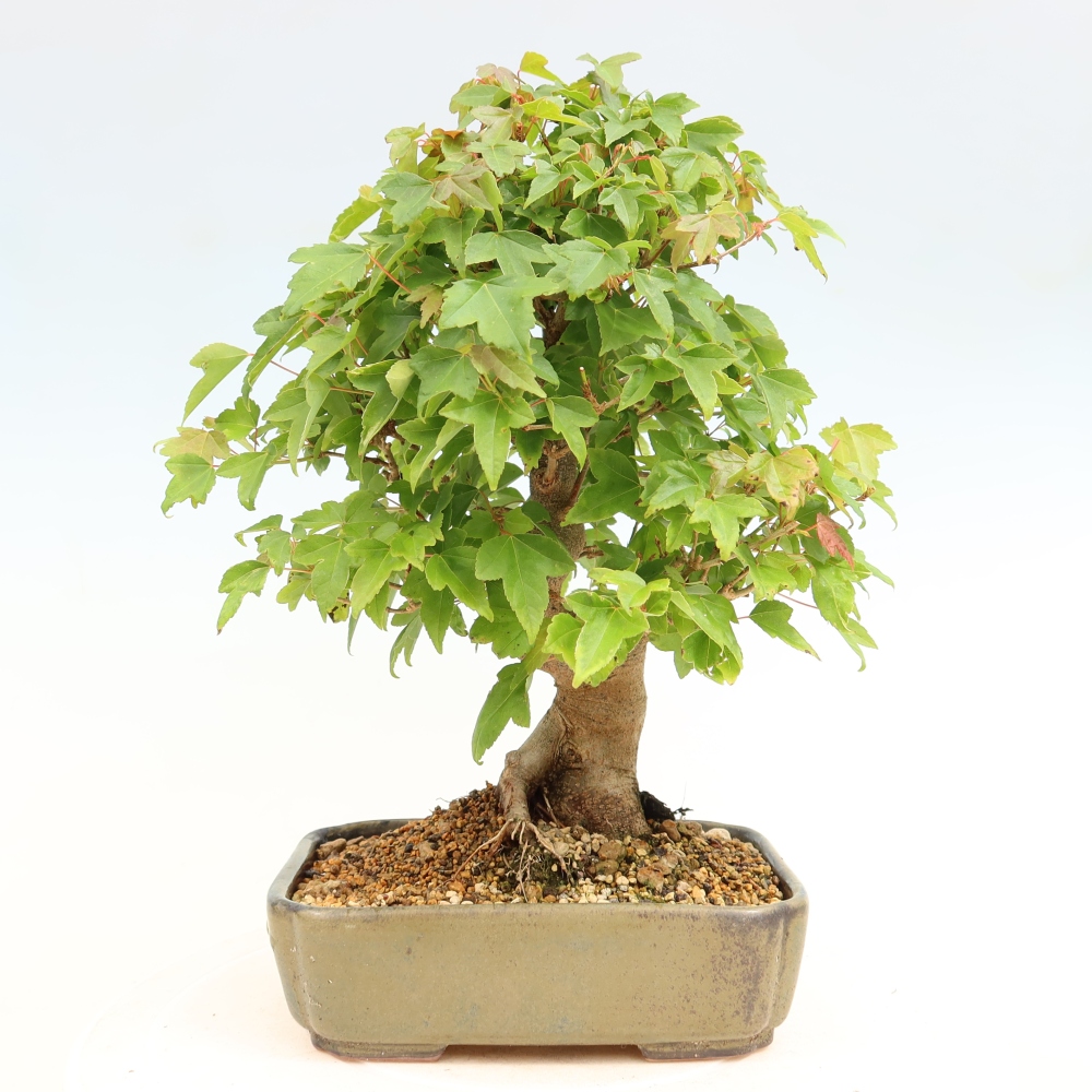 Bonsaï d'extérieur - Maple Burger - Acer Burgerianum
