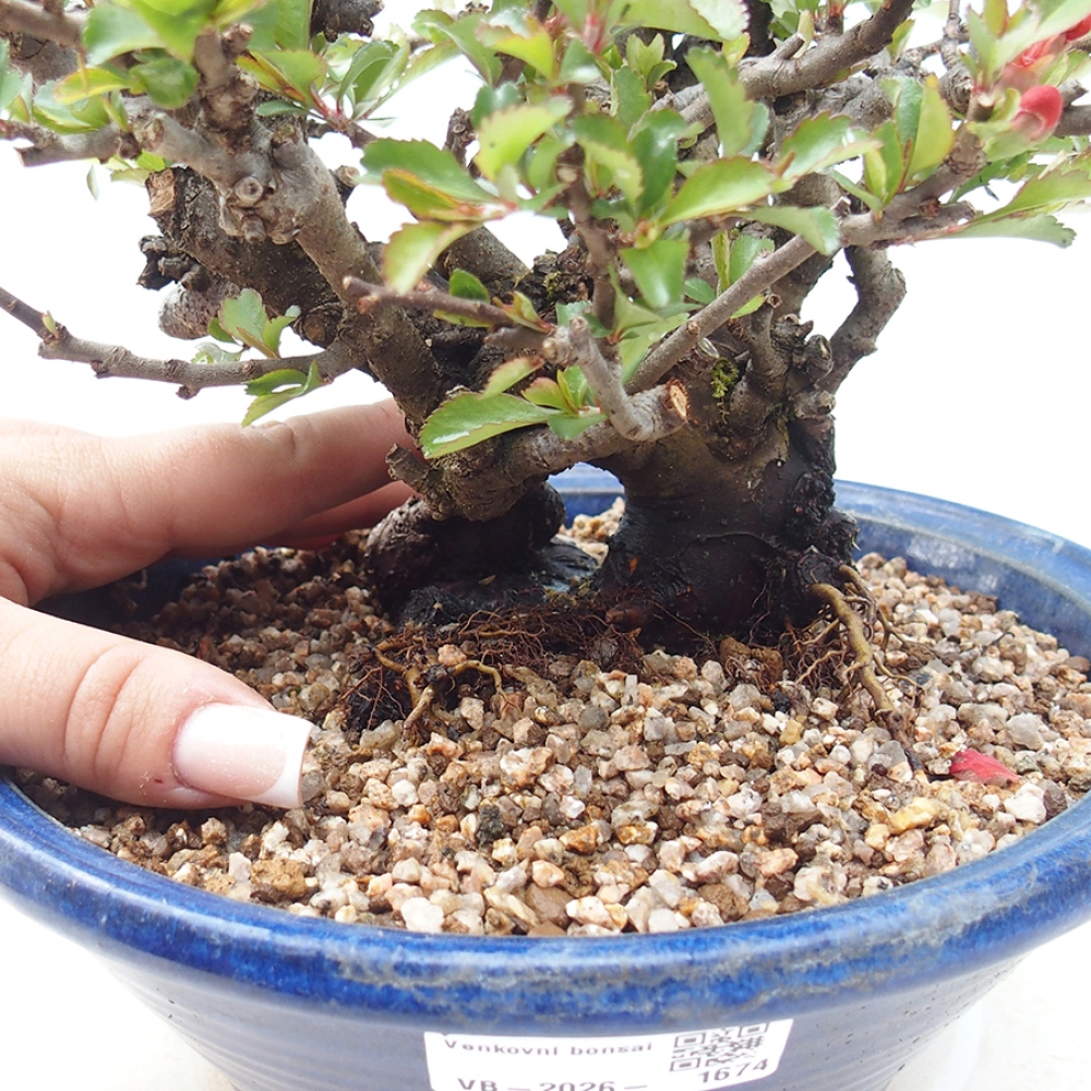 Bonsaï d'extérieur - Chaneomeles speciosa - Coing