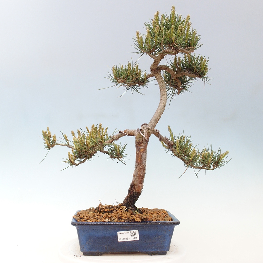 Bonsaï d'extérieur - Pinus Sylvestris Watererri - Pin sylvestre