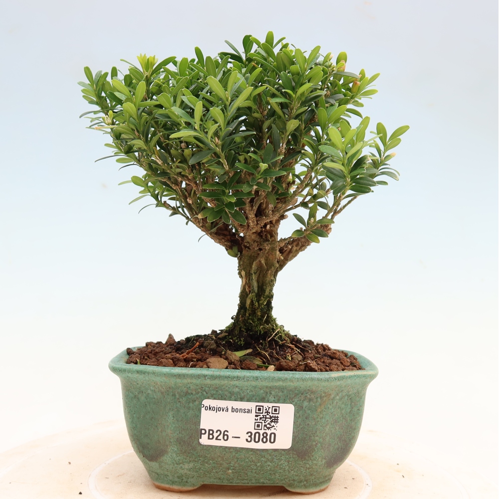 Bonsaï de chambre - Buxus harlandii - buxus liège