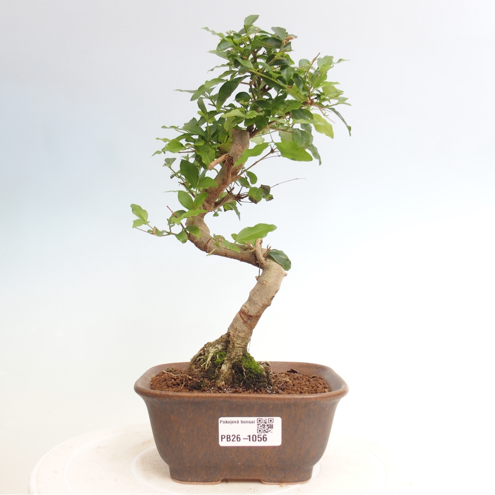Bonsaï de chambre -Ligustrum chinensis - Bec d'oiseau