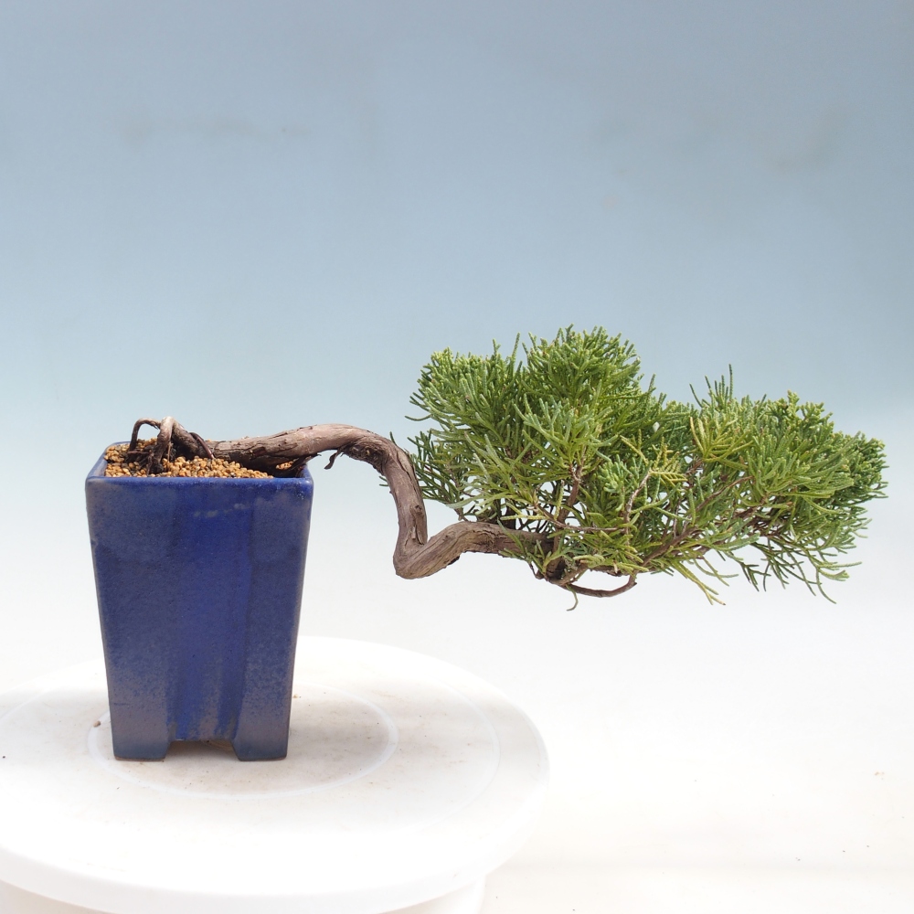 Bonsaï d'extérieur - Juniperus chinensis Kishu