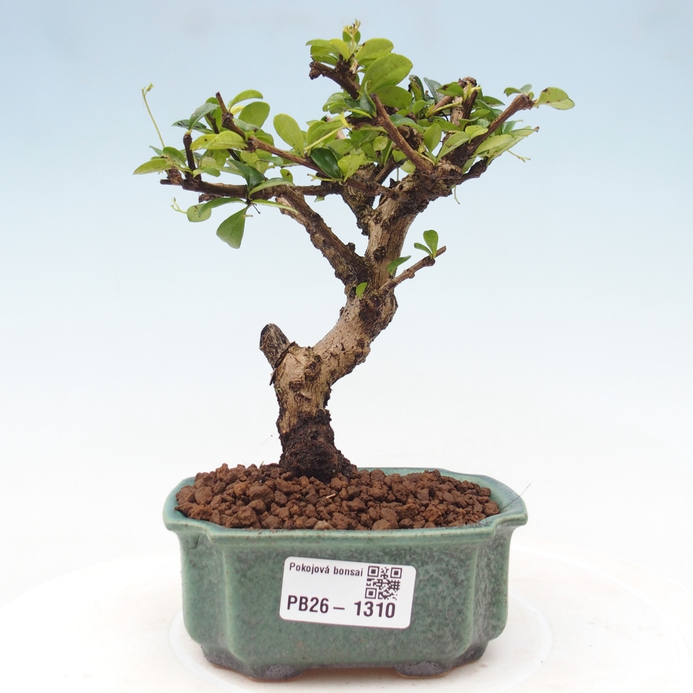 Bonsaï de chambre - Carmona macrophylla - Tea fuki