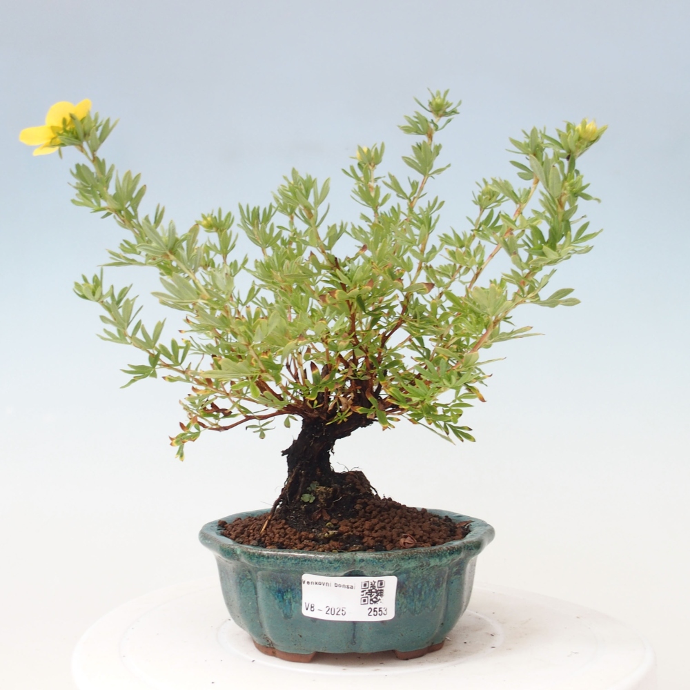Bonsaï d'extérieur - Potentila fruticosa yellow Bird