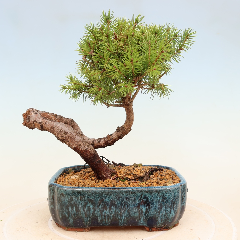 Bonsaï d'extérieur - Épicéa - Picea glauca globe