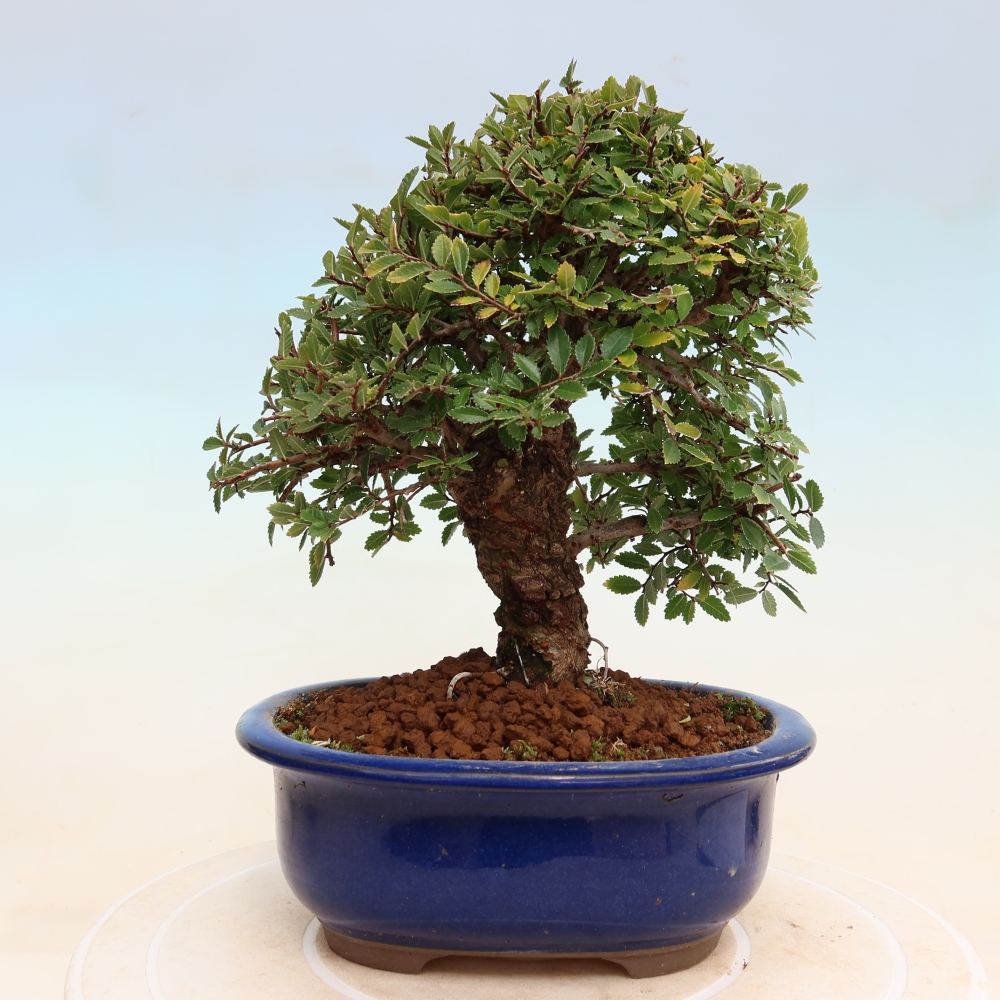 Bonsaï d'extérieur - Zelkova - Zelkova NIRE