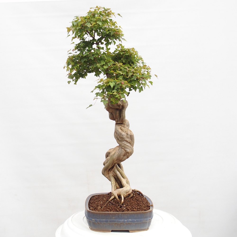 Bonsaï d'extérieur - Acer Buergerianum - Burger Maple