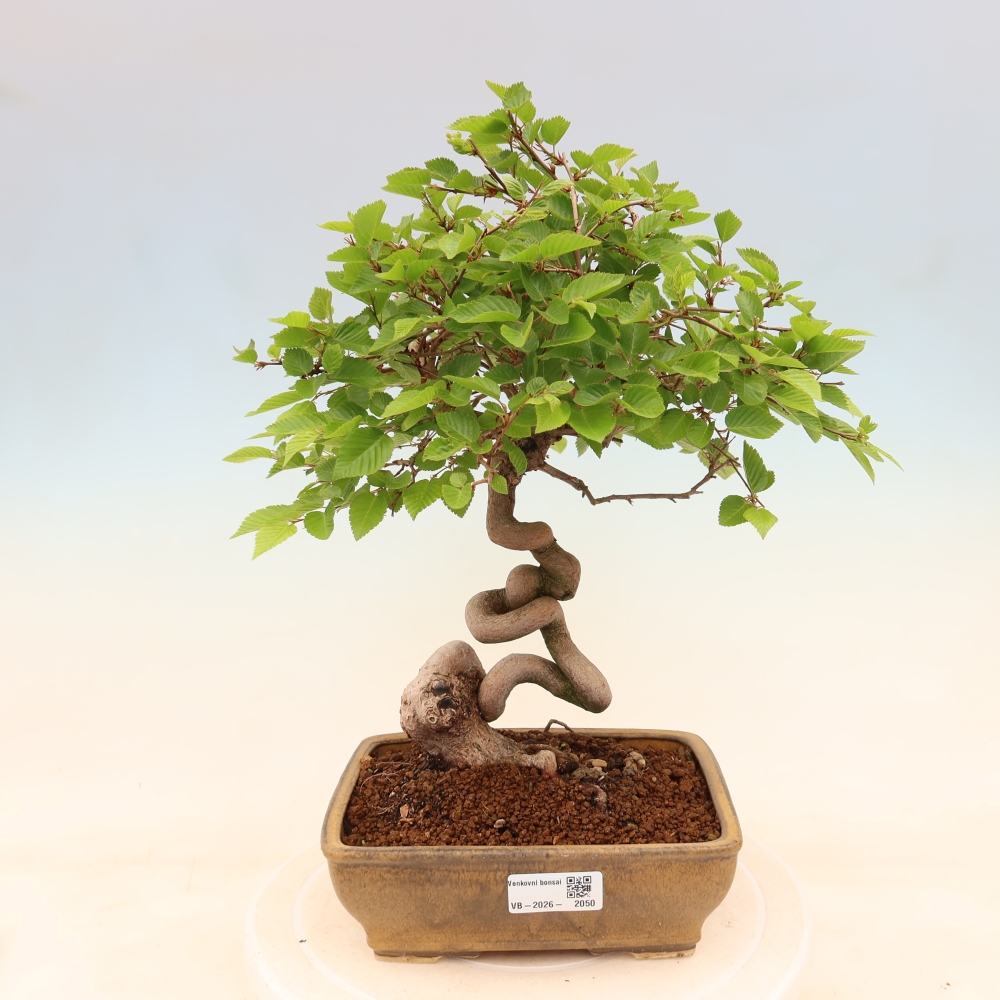 Bonsaï d'extérieur -Carpinus Coreana - Charme de Corée