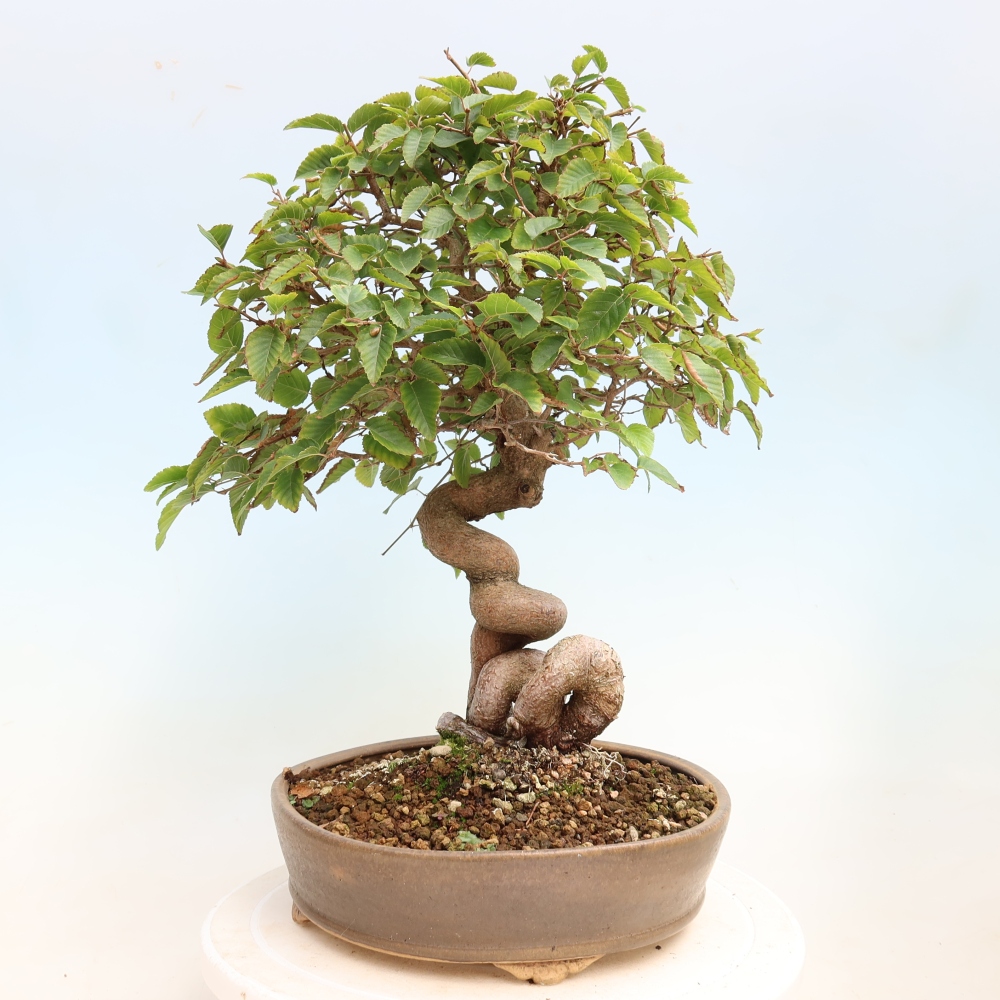 Bonsaï d'extérieur -Carpinus CARPINOIDES - Charme de Corée