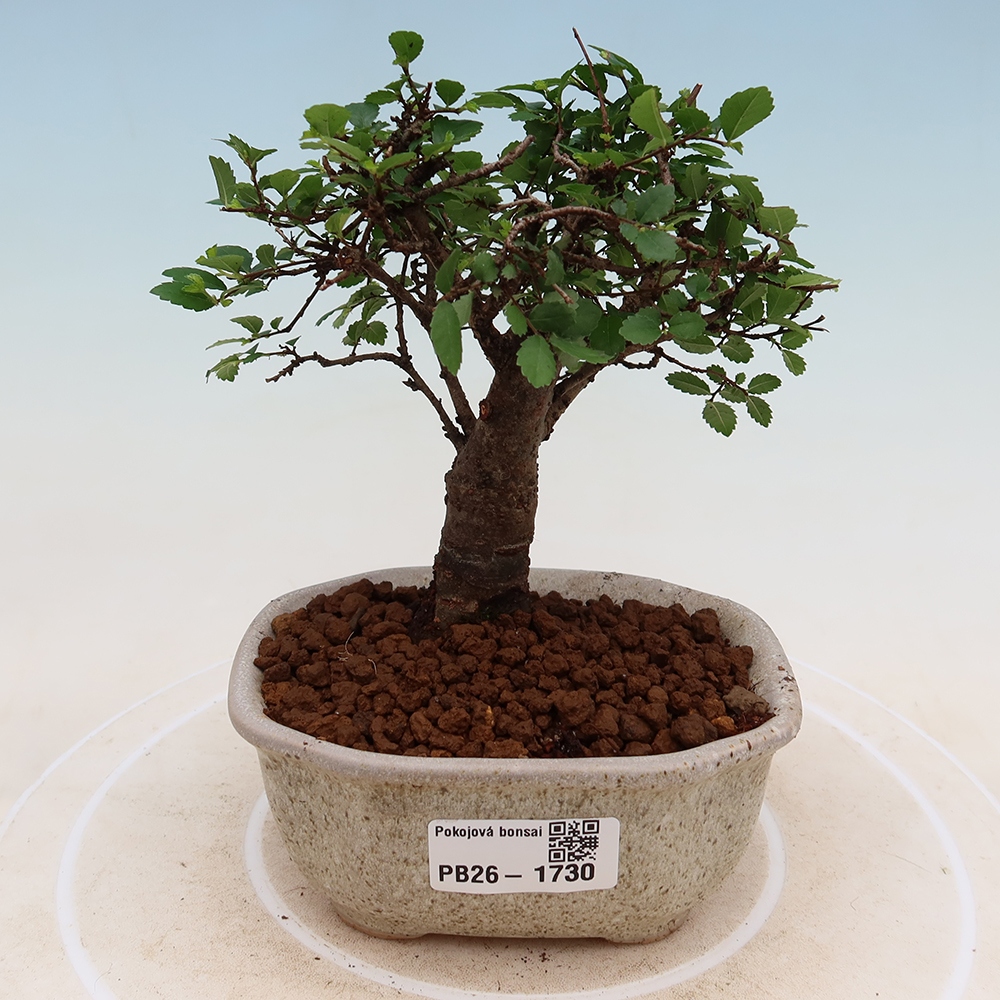 Bonsaï de chambre - Ulmus parvifolia - Orme à petites feuilles