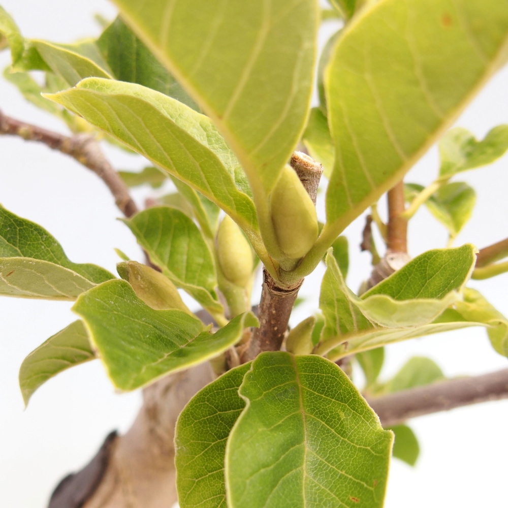 Bonsaï d'extérieur - Magnolia Gold Star - Magnolia
