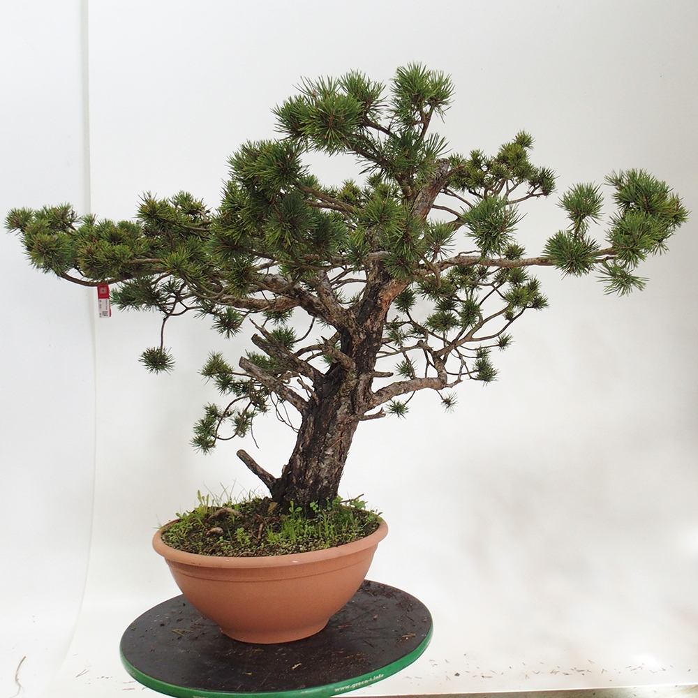Yamadori - Pinus sylvestris Espagne