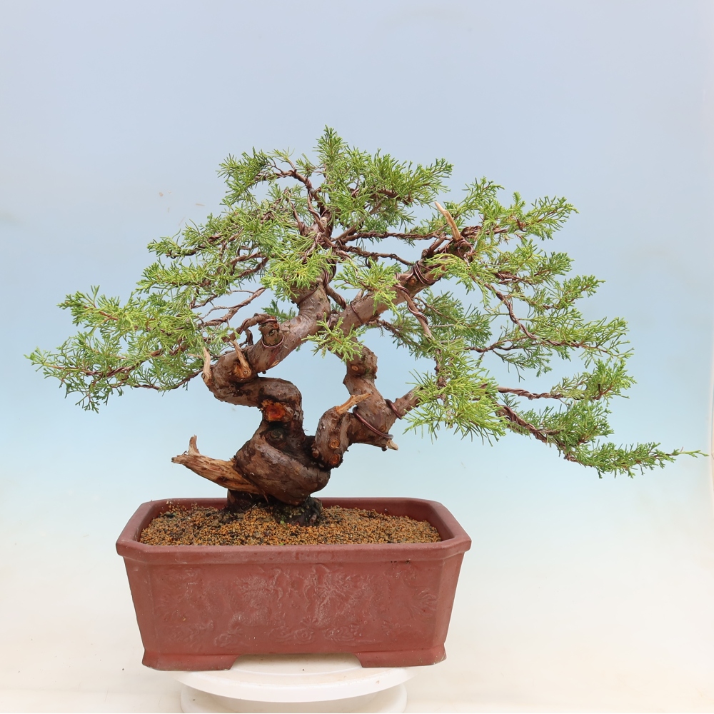 Bonsaï d'extérieur - Juniperus chinensis Itoigawa-Juniperus chinensis