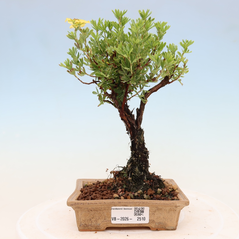 Bonsaï d'extérieur - Potentila fruticosa