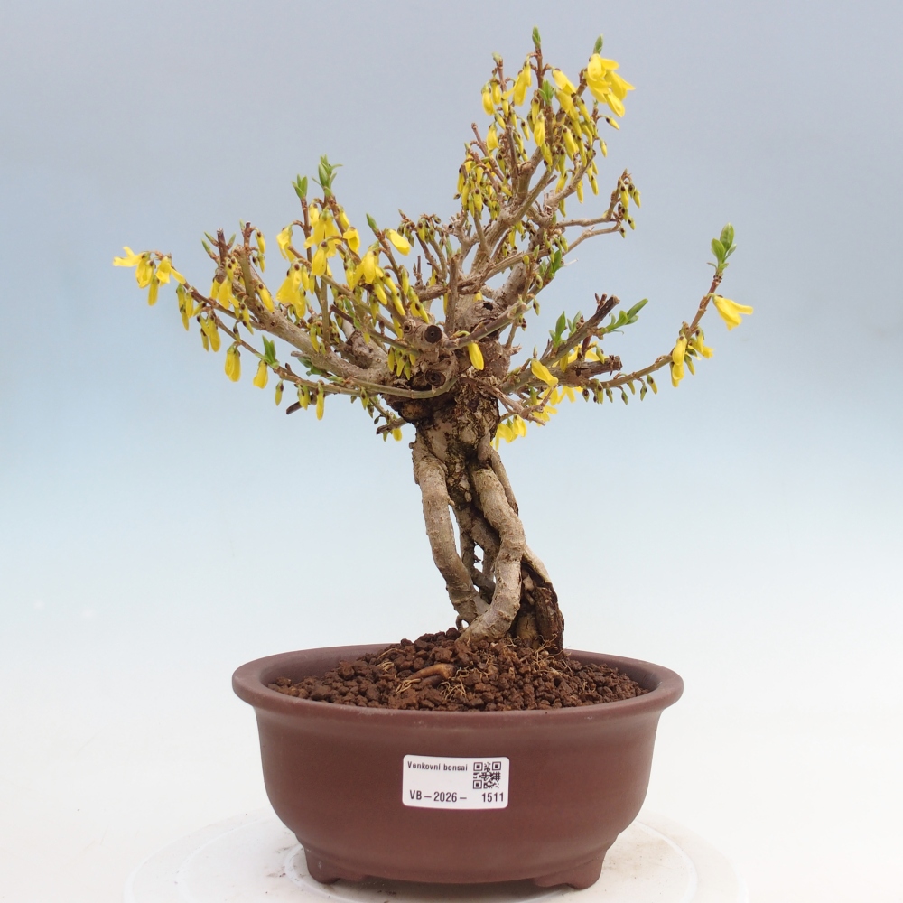 Bonsaï d'extérieur - Zlatice - Forsythia koreana