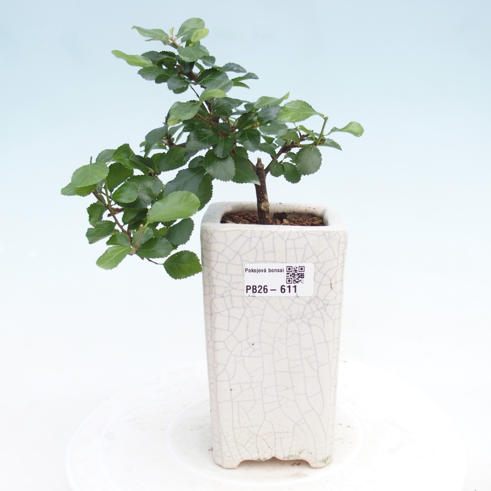 Bonsaï d'intérieur - Grewia occidentalis - Etoile de mer lavande