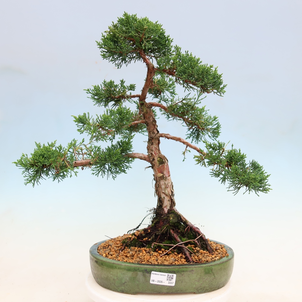 Bonsaï d'extérieur - Juniperus chinensis Kishu