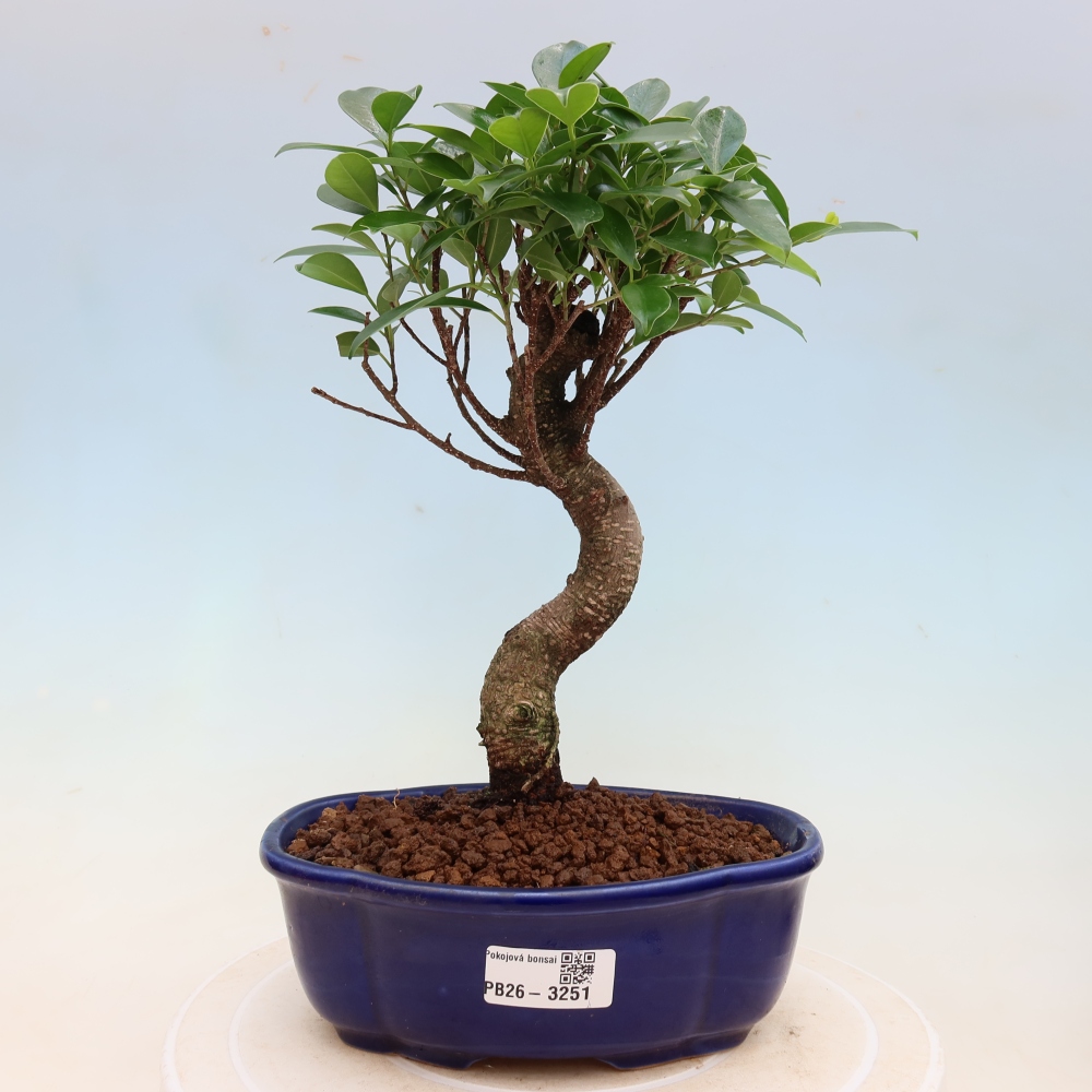 Salle bonsaï - Ficus kimmen - ficus à petites feuilles