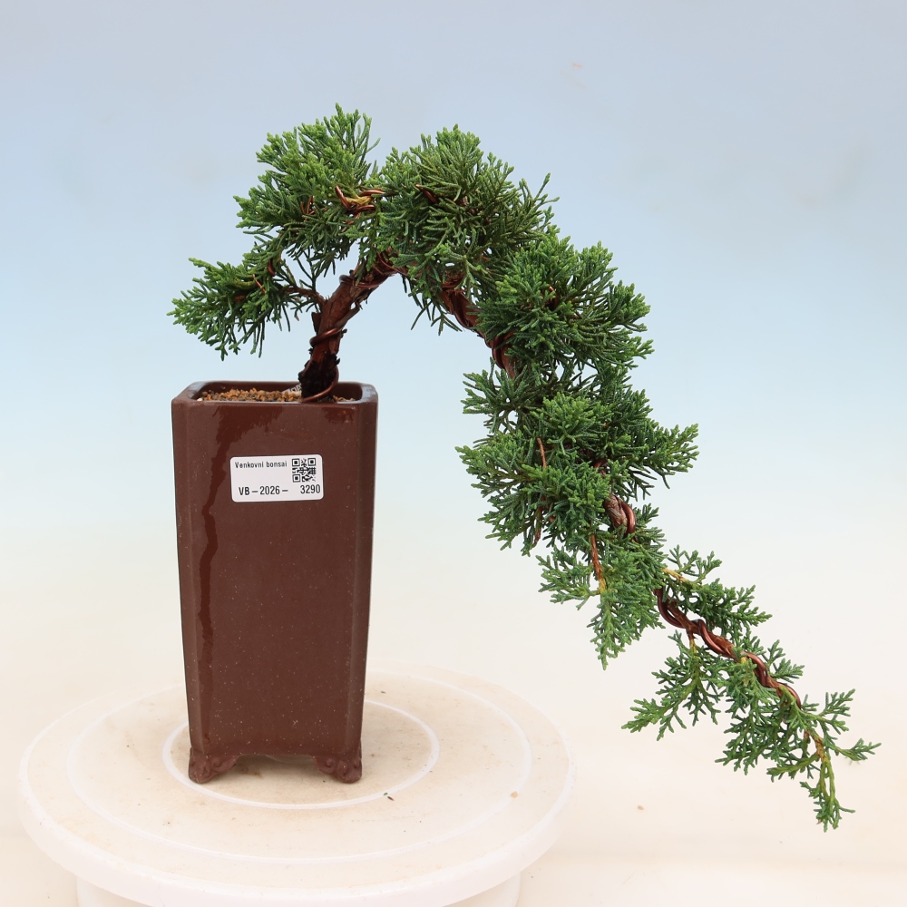 Bonsaï d'extérieur - Juniperus chinensis Kishu