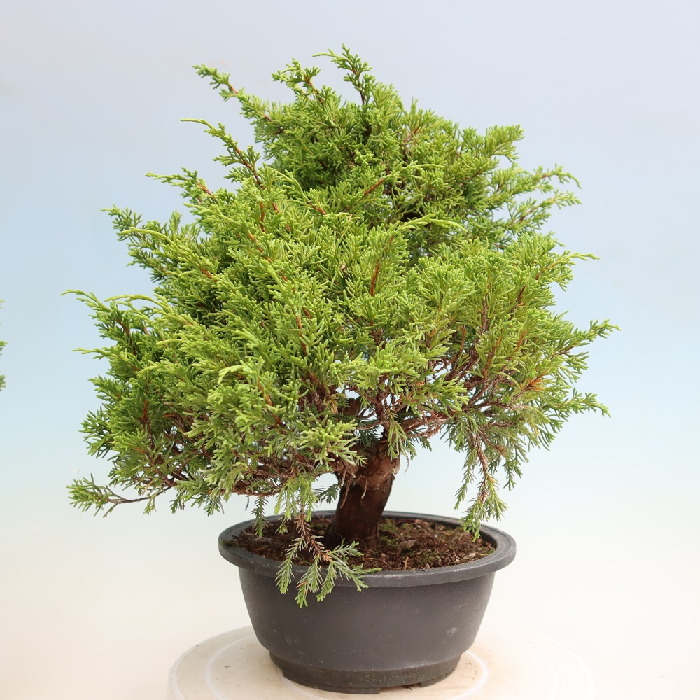 Bonsaï d'extérieur - Juniperus chinensis Itoigawa-Juniperus chinensis