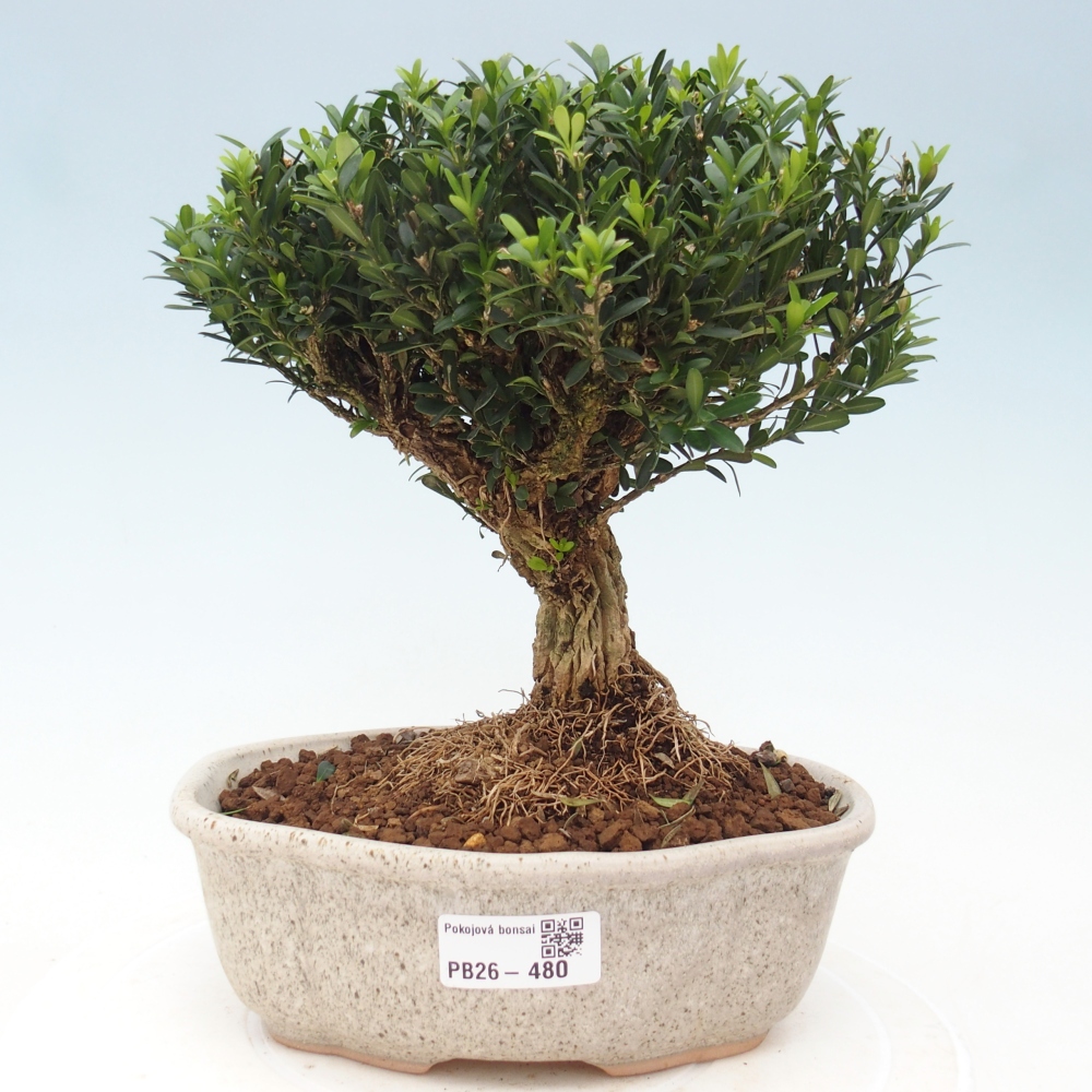 Bonsaï de chambre - Buxus harlandii - buxus liège