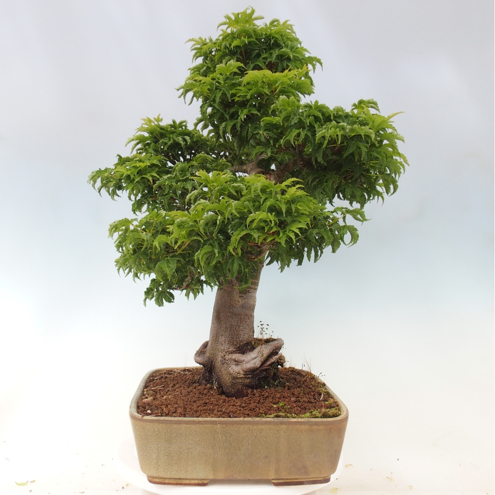 Bonsaï d'extérieur -Javor palm Acer palmatum Shishigashira