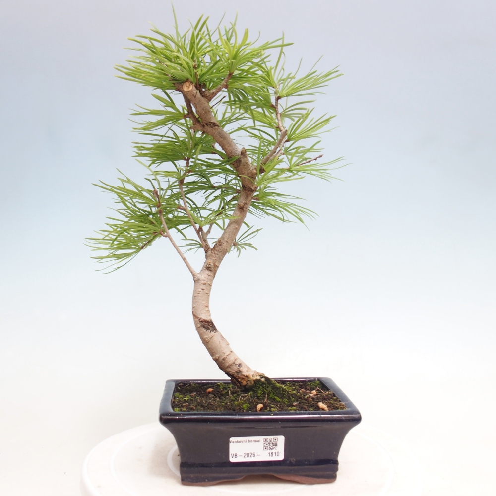 Bonsaï d'extérieur -Pseudolarix amabis-Pseudolarix amabis