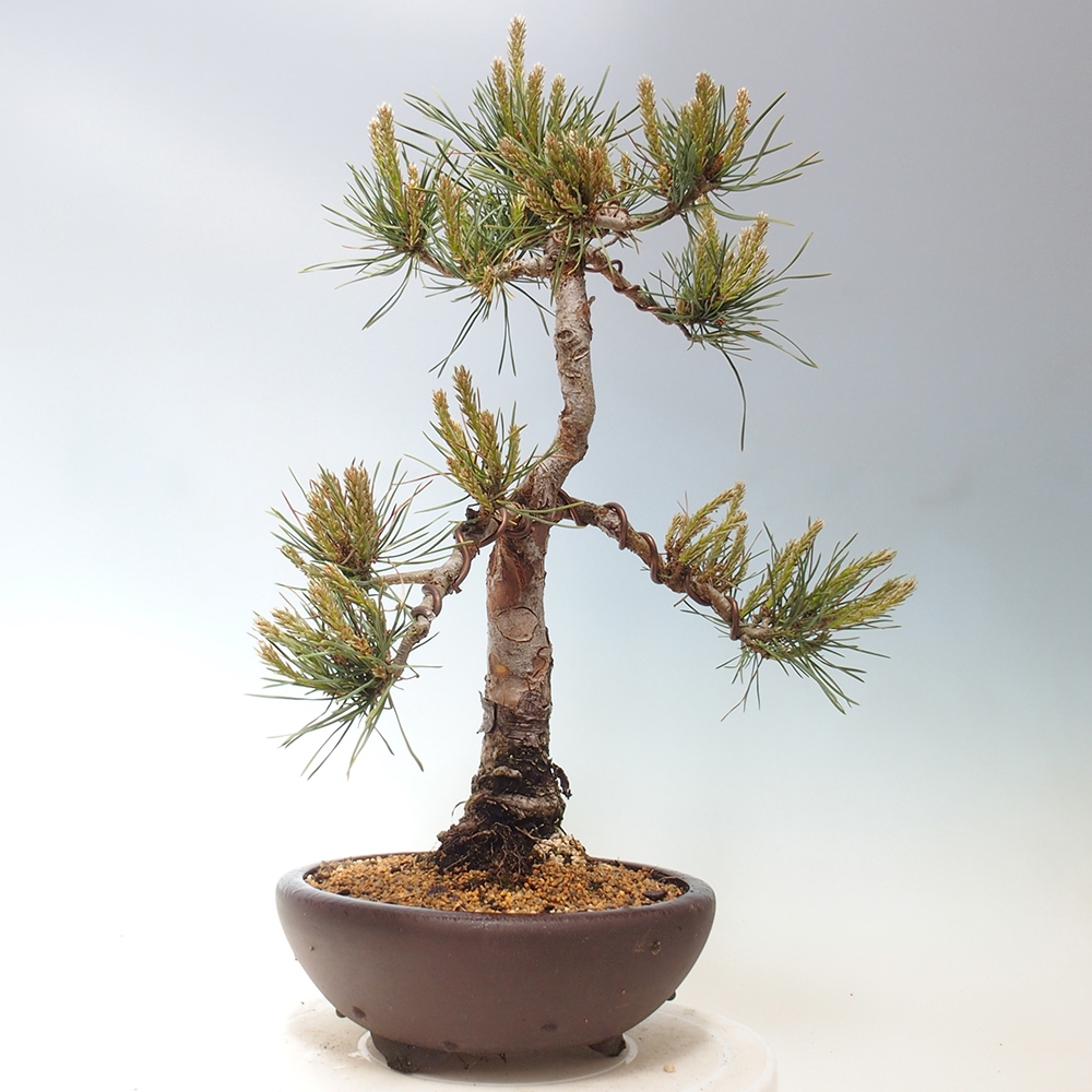 Bonsaï d'extérieur - Pinus Sylvestris Watererri - Pin sylvestre