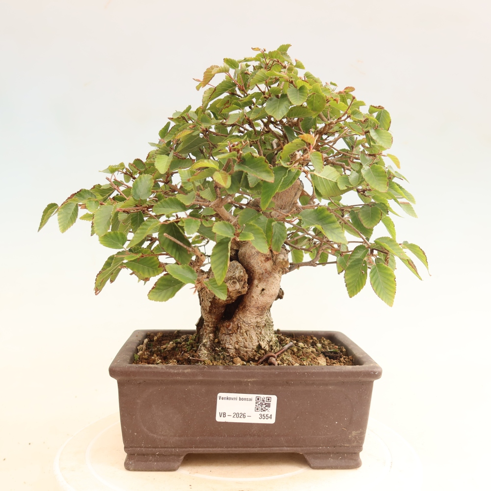 Bonsaï d'extérieur -Carpinus CARPINOIDES - Charme de Corée