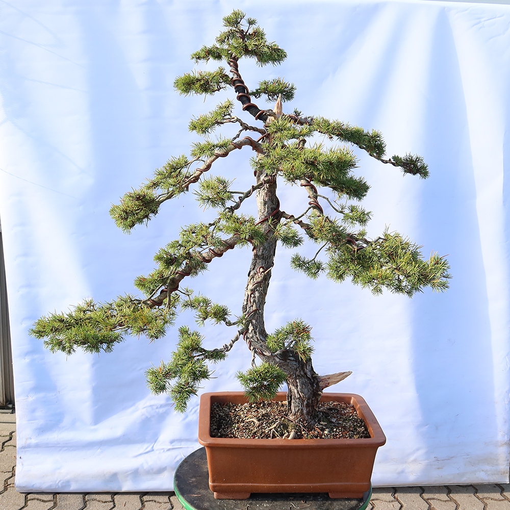 Pinus sylvestris Espagne - pin sylvestre