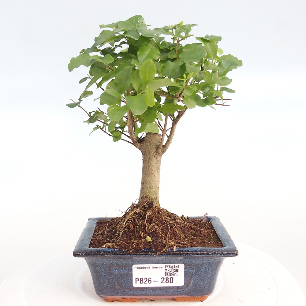 Bonsaï de chambre -Ligustrum chinensis - Bec d'oiseau
