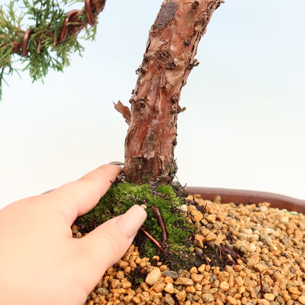 Bonsaï d'extérieur - Juniperus chinensis Kishu