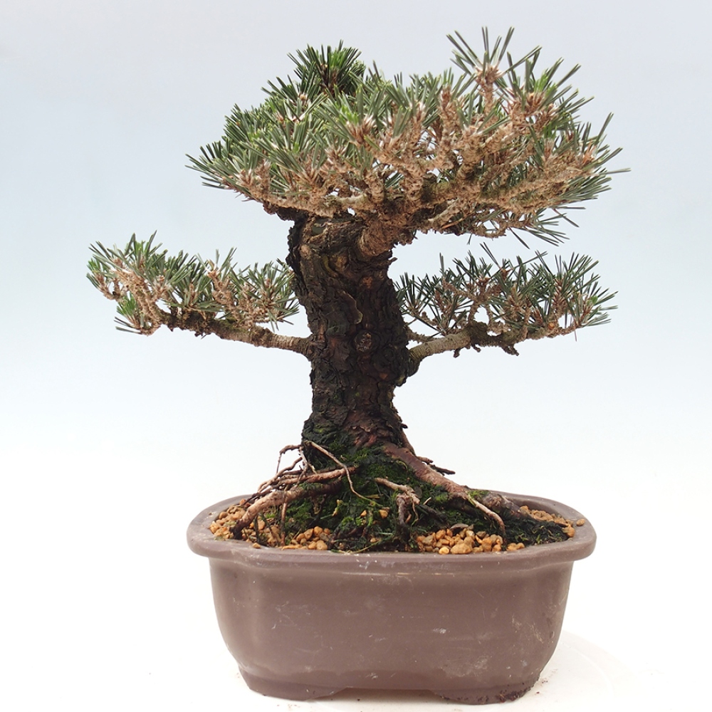 Bonsaï d'extérieur - Pinus thunbergii Kotobuki - Pin de Thunberg