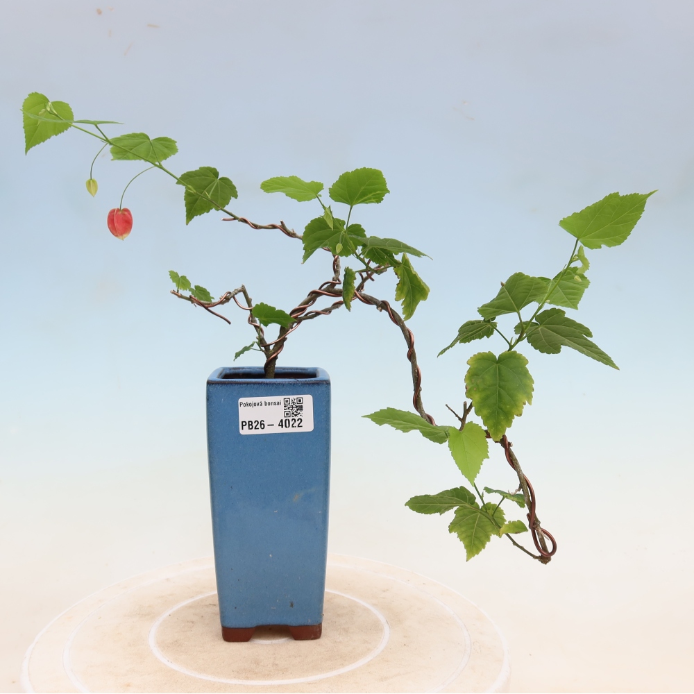Bonsaï d'intérieur - Abutilon Big Bell - Cloudberry