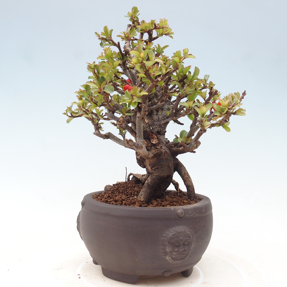 Bonsaï d'extérieur - Chaneomeles speciosa - Coing