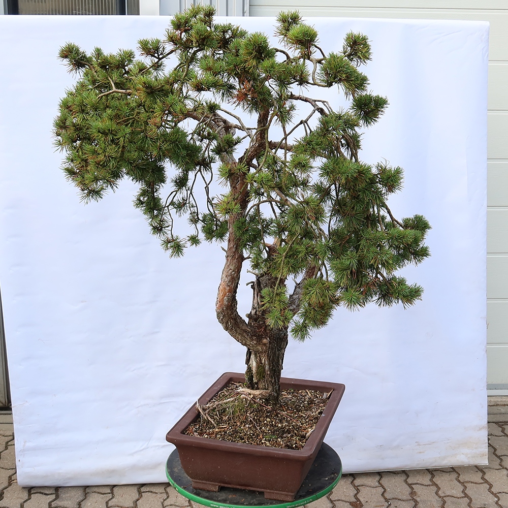 Pinus sylvestris Espagne - pin sylvestre