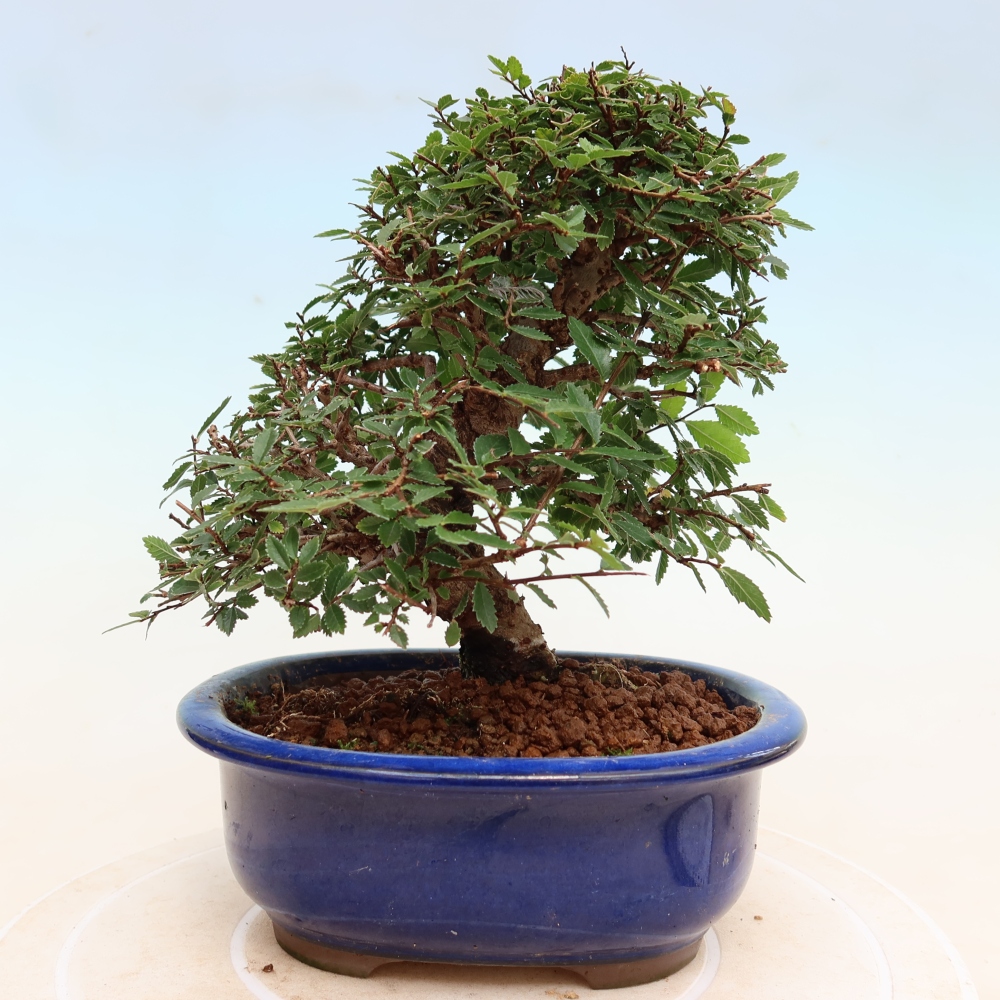 Bonsaï d'extérieur - Zelkova - Zelkova NIRE
