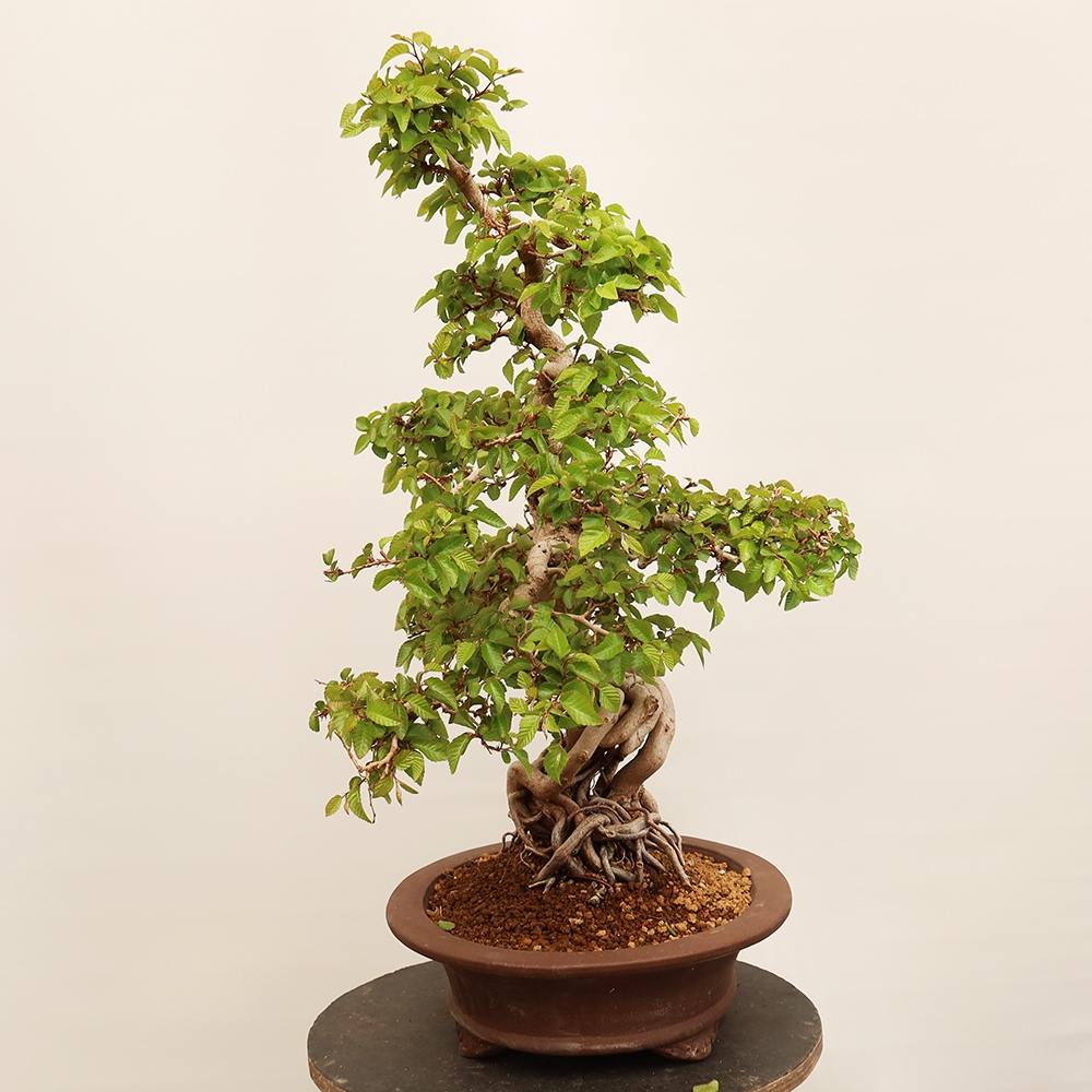 Bonsaï d'extérieur -Carpinus Coreana - Charme de Corée