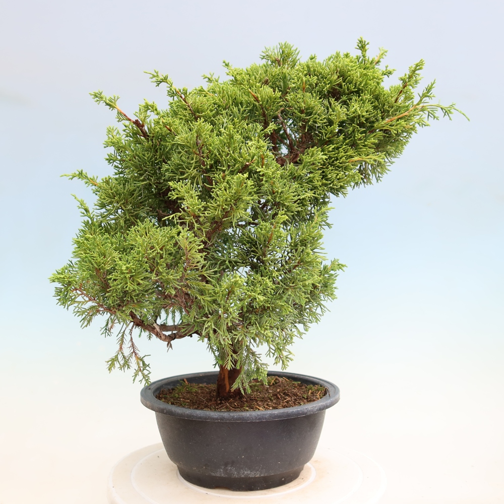 Bonsaï d'extérieur - Juniperus chinensis Itoigawa-Juniperus chinensis