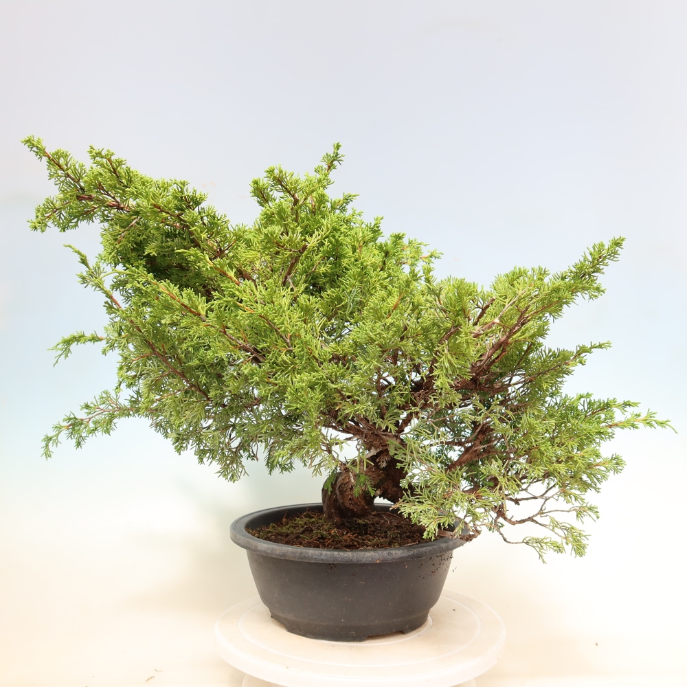 Bonsaï d'extérieur - Juniperus chinensis Itoigawa-Juniperus chinensis