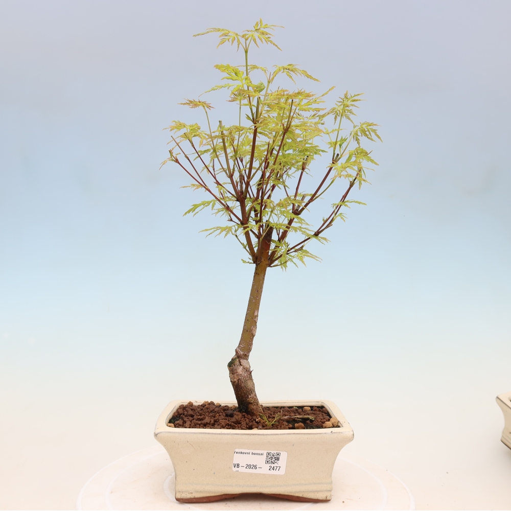 Bonsaï d'extérieur - Acer palmatum Dissectum