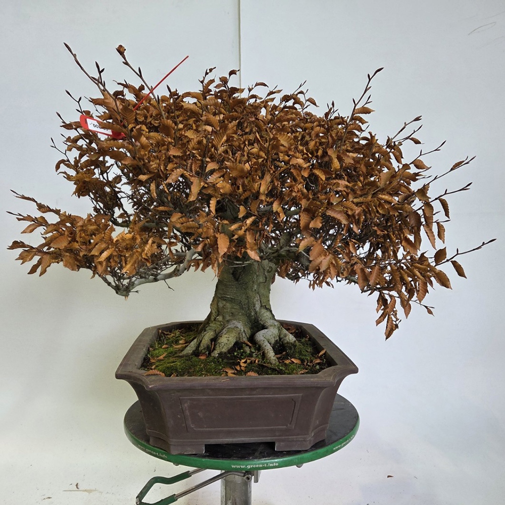 Bonsaï d'extérieur - Fagus crenata
